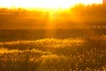 Golden colours of evening sun. Royalty Free Stock Photo