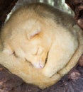 Golden brushtail possum sleeping in log Royalty Free Stock Photo