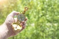 A golden compass in the hand of the traveler against the background of greenery.