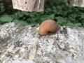 Golden conch shell lying on the side of the road