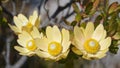 Golden cone bush flowers