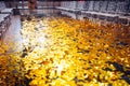 Golden confetti With Sparkling Glitter in fashion exhibition pod