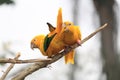 Golden conure bird photography (Guaruba guarouba), ararajuba, guaruba, Queen of Bavaria conure, tropical bird species