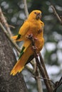 Golden conure bird photography (Guaruba guarouba), ararajuba, guaruba, Queen of Bavaria conure, tropical bird species