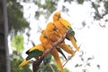 Golden conure (Guaruba guarouba), ararajuba, guaruba, Queen of Bavaria conure, golden parakeet, Bio Parque