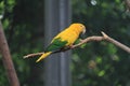 Golden conure (Guaruba guarouba), ararajuba, guaruba, Queen of Bavaria conure, golden parakeet, Bio Parque