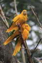 Golden conure (Guaruba guarouba), ararajuba, guaruba, Queen of Bavaria conure, tropical bird species