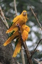 Golden conure (Guaruba guarouba), ararajuba, guaruba, Queen of Bavaria conure, tropical bird species