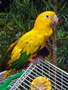 Golden conure, Guaruba guarouba, Rio