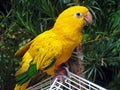 Golden conure, Guaruba guarouba, Rio