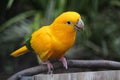 Golden conure