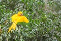 Golden conure parrot (Guaruba guarouba) at the Parque das Aves Royalty Free Stock Photo