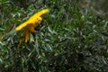 Golden conure parrot (Guaruba guarouba) at the Parque das Aves Royalty Free Stock Photo