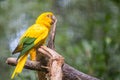 Golden conure parrot (Guaruba guarouba) at the Parque das Aves