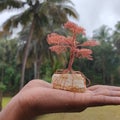 Golden copper wire tree