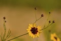 Golden Coreopsis tinctoria Wildflowers and Buds