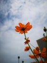 Golden coreopsis flowers blossoming under the sun Royalty Free Stock Photo