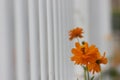 Golden coreopsis flowers blossoming under the sun Royalty Free Stock Photo