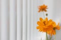 Golden coreopsis flowers blossoming under the sun Royalty Free Stock Photo