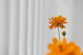 Golden coreopsis flowers blossoming under the sun Royalty Free Stock Photo