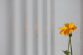 Golden coreopsis flowers blossoming under the sun Royalty Free Stock Photo