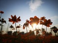 Golden coreopsis flowers blossoming under the sun Royalty Free Stock Photo