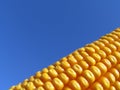 Golden Corn Royalty Free Stock Photo