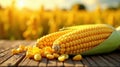 Golden corn on the cob, freshly harvested, in rustic setting with kernels on wooden surface and blurred background of agricultural Royalty Free Stock Photo