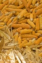 Golden corn cobs drying in sun Royalty Free Stock Photo