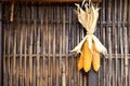 Golden corn cobs hang to dry against bamboo wall
