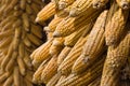 Golden corn cobs hanging to dry (horizontal) Royalty Free Stock Photo