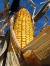 Golden corn in the cornfield Royalty Free Stock Photo