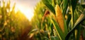 The golden corn ear glowing in the warm sunlight of a summer field. AI generated image Royalty Free Stock Photo