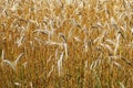 golden corn field Royalty Free Stock Photo