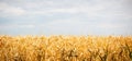 The Golden corn field. The autumn harvest, the dry stalks. Royalty Free Stock Photo