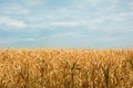 The Golden corn field. The autumn harvest, the dry stalks. Royalty Free Stock Photo