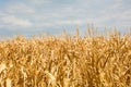 The Golden corn field. The autumn harvest, the dry stalks. Royalty Free Stock Photo