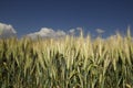 Golden corn field with blue sky Royalty Free Stock Photo