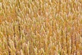 Golden corn field Royalty Free Stock Photo