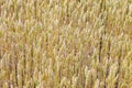 Golden corn field in detail Royalty Free Stock Photo