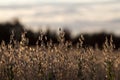 Golden corn field in sunset backlight Royalty Free Stock Photo