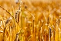 Golden corn field in the sunset Royalty Free Stock Photo