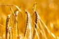 Golden corn field in the sunset Royalty Free Stock Photo