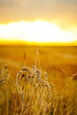 Golden corn field in the sunset Royalty Free Stock Photo