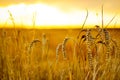 Golden corn field in the sunset Royalty Free Stock Photo