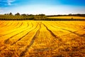 Golden corn field in the sunset Royalty Free Stock Photo