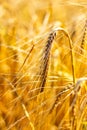 Golden corn field in the sunset Royalty Free Stock Photo