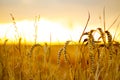 Golden corn field in the sunset Royalty Free Stock Photo