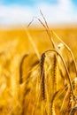 Golden corn field in the sunset Royalty Free Stock Photo