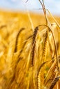 Golden corn field in the sunset Royalty Free Stock Photo